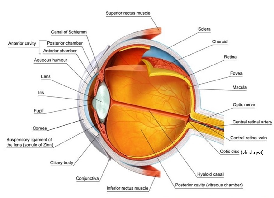 科大研发出世界首只具有三维视网膜的球状人造眼